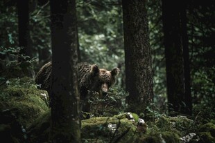 森林中漫步的棕熊
