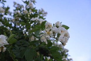 白色野蔷薇