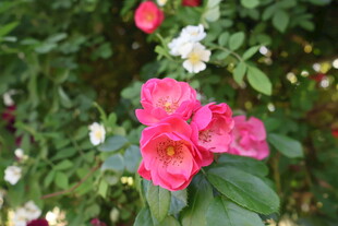 月季花