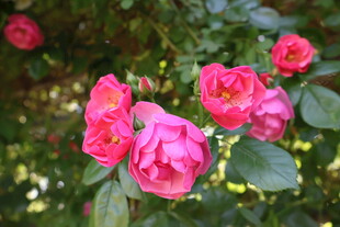 月季花