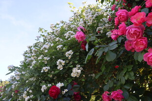 月季花