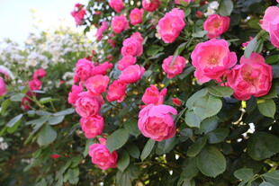 月季花