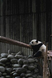 熊猫倚栏憨态可掬