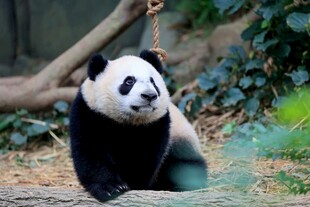 憨态可掬的大熊猫