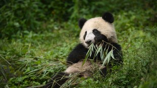熊猫坐于草地享用竹子