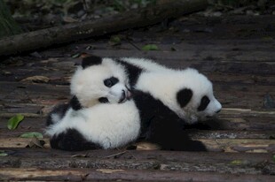 两只熊猫亲昵互动