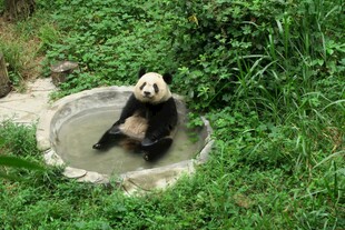 熊猫惬意泡澡