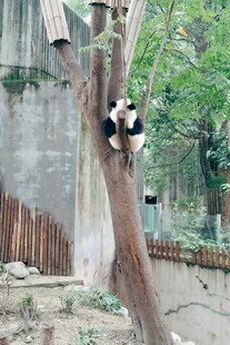 熊猫爬树憨态可掬