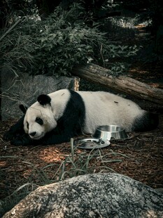 憨态熊猫惬意躺卧