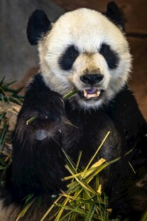 憨态熊猫惬意食竹