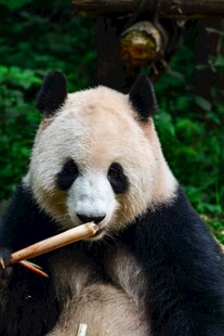 熊猫惬意享用竹子