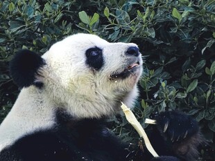 熊猫惬意进食竹子