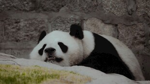憨态可掬的大熊猫