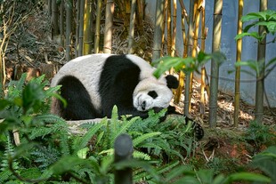 竹林中的大熊猫