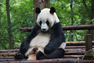 悠闲大熊猫坐于林间木上