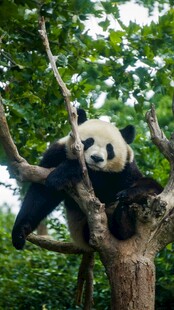 熊猫惬意栖于繁茂树枝间