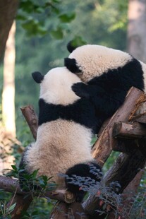 两只熊猫依偎在树枝上