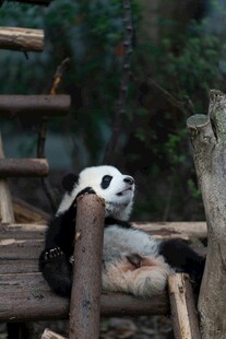 熊猫惬意躺卧在木架上