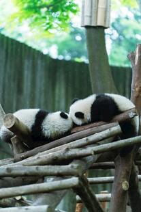 两只熊猫惬意躺木架上