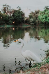 湖畔白鹭静立赏景
