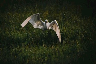 白鹭于草地展翅飞翔