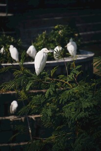 白鹭栖息于绿植环绕台阶