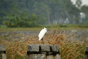 白鹭立于田野木桩之上