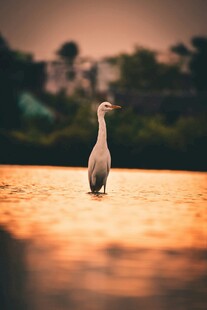 夕阳下的水中鹭鸟