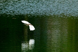 白鹭于湖面优雅展翅
