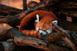 小熊猫蜷卧在树枝上