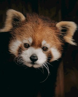 可爱小熊猫特写