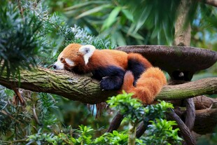 小熊猫惬意栖于树枝间