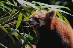 小熊猫食竹叶瞬间