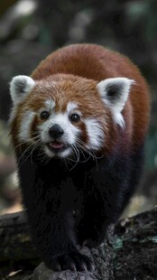 可爱小熊猫特写