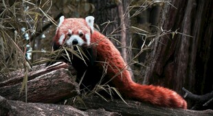小熊猫于林间岩石处休憩