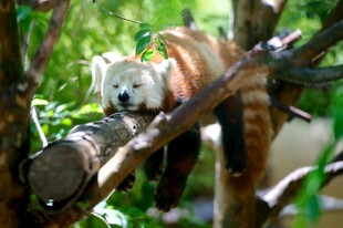 小熊猫栖息于树枝间