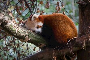 小熊猫栖息在树枝上