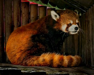 小熊猫蜷坐木质背景前