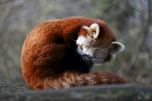 小熊猫低头打理毛发