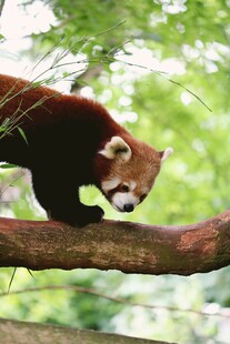小熊猫在树枝上行走