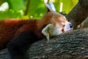 小熊猫惬意趴卧在树干上