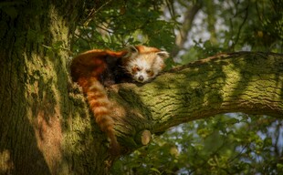 小熊猫栖息于葱郁树枝间