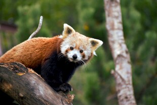 小熊猫栖息于树枝上