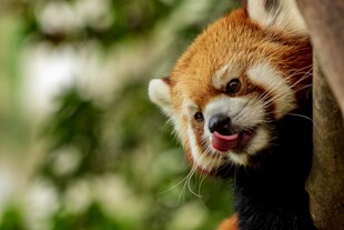 小熊猫俏皮吐舌超可爱