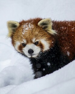 雪中的小熊猫