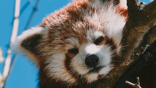 可爱小熊猫倚树望镜头