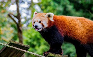 小熊猫在枝头眺望