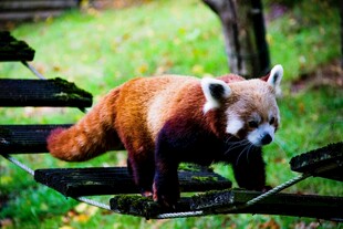 小熊猫在木架上行走