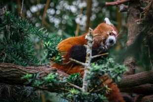 小熊猫栖息于繁茂树枝间