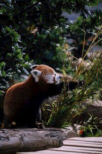 小熊猫进食场景
